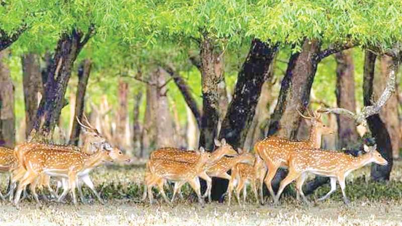 Image result for Deer in Sundarbans