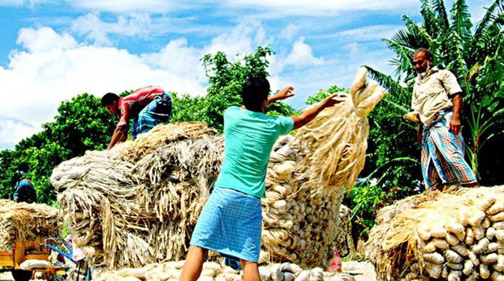 Jute paragraph for class 7 picture