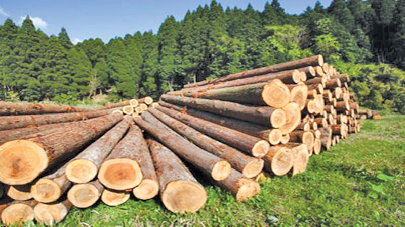 felling trees definition