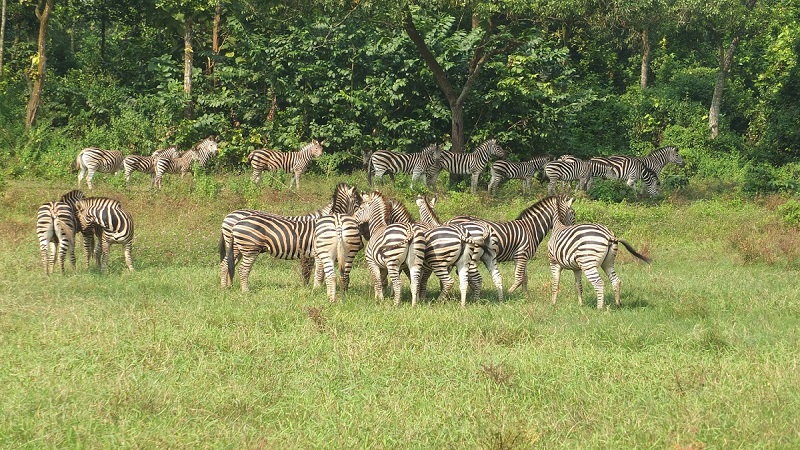Another zebra dies at Gazipur Safari Park