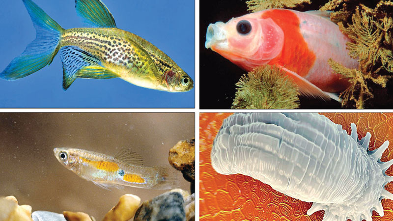 Why some cold-blooded animals can get a fever Why some cold-blooded animals can get a fever
