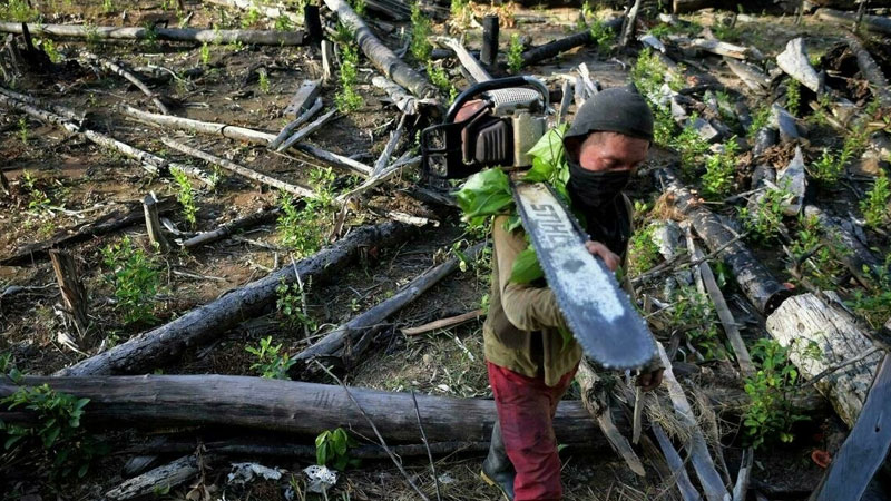 Global firms fall short on forest protection vows: report
